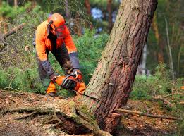 Seasonal Cleanup (Spring/Fall) in Eagle, ID