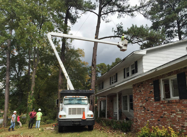 Reliable Eagle, ID Tree Care Solutions