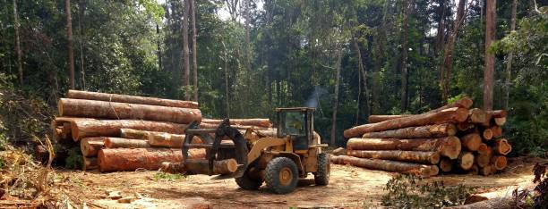 Best Tree Preservation Services  in Eagle, ID
