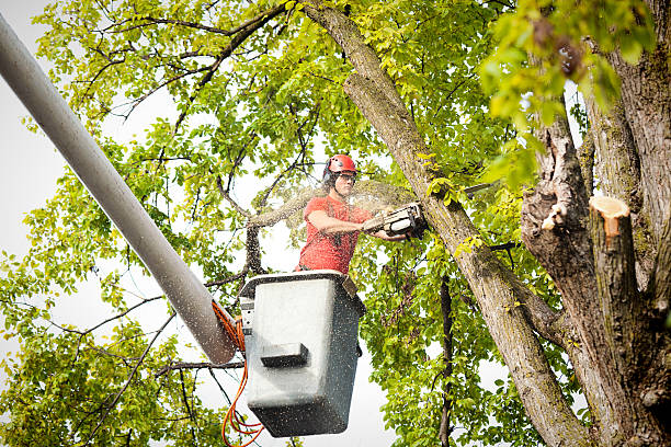 Best Leaf Removal  in Eagle, ID