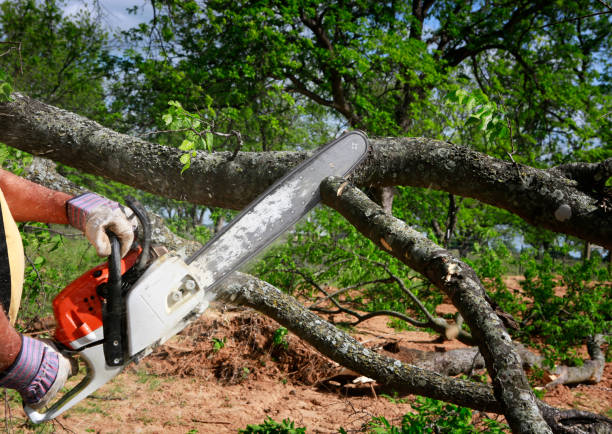 Best Arborist Consultation Services  in Eagle, ID