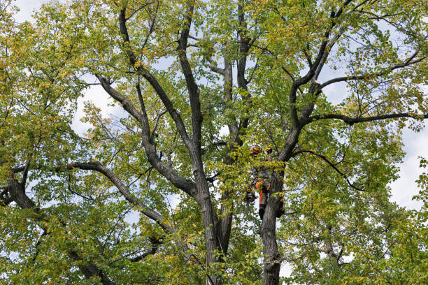 Best Tree Health Inspection  in Eagle, ID